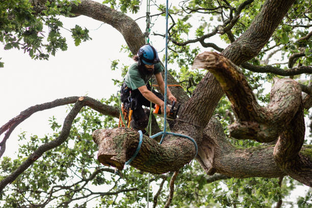 Best Arborist Consultation Services  in Pauls Valley, OK